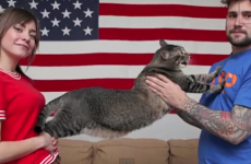 Meet Pickles, the 21 pound 'Catasaurus Rex'