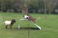 Goats riding an awesome piece of flexible steel, and bloody loving it