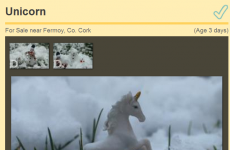 This DoneDeal ad for a sex addict unicorn is frankly excellent