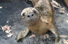 These adorable seals had their home destroyed during last week's storms