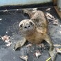 These adorable seals had their home destroyed during last week's storms
