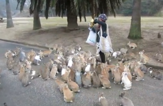 Watch as this woman is caught up in a swarm of cute, fluffy bunnies