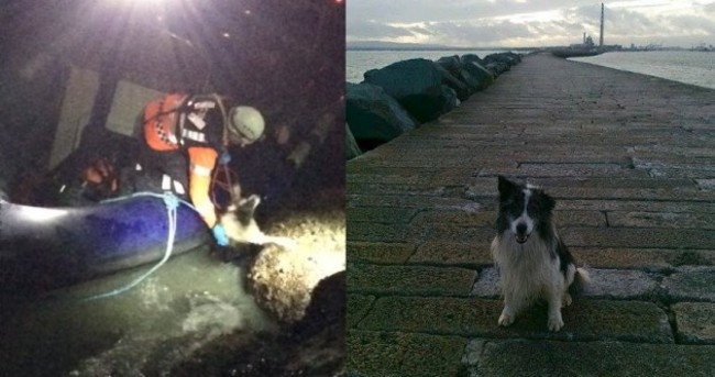 'Motionless' sheepdog now doing fine after rescue from rising tidal waters
