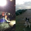 'Motionless' sheepdog now doing fine after rescue from rising tidal waters