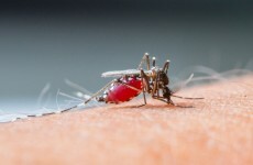 Over half of Africa remains at "moderate to high" risk of malaria