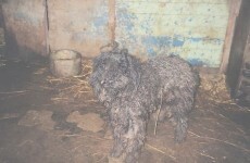 Man kept 18 dogs in a jeep and shed with no access to water