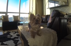 This dog is adorably bad at playing catch