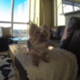 This dog is adorably bad at playing catch