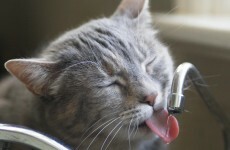 Now it's safe for everyone in Limerick to drink their tap water