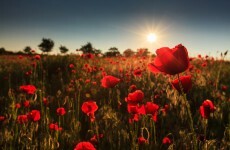 283 Phoenix Parks worth of poppies were cultivated in Afghanistan last year