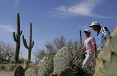 Rory McIlroy's wayward shot left this fan needing an emergency cactus removal