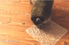 This raccoon has human urges to burst bubble wrap
