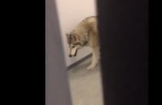 US Olympian finds a 'wolf' wandering around her Sochi hotel