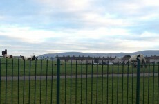 Horses in Dublin estate starved, beaten and mowed down by quad bikes