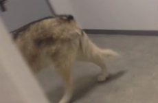That 'Sochi Wolf' video was an epic Jimmy Kimmel prank