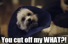 11 things your dog would say if it could talk