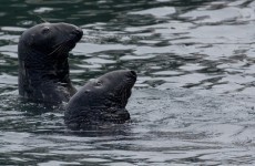 Healy-Rae: Seal cull ‘badly needed’ to protect west coast fishing industry