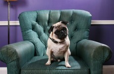 This research proves dogs make excellent therapists