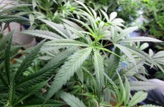 Two due in court over Kildare grow house raid