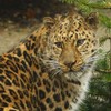 Boy, aged 7, mauled by leopard at popular Kansas zoo