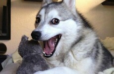 Bad Pun Dog is the new meme you need in your life