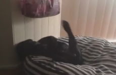 This sleepy puppy struggling to get out of bed is your morning spirit animal