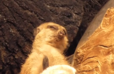This terrific tired meerkat is you on a Monday morning