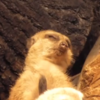 This terrific tired meerkat is you on a Monday morning