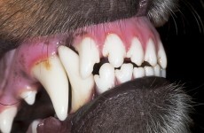 Man found guilty after 'shocking' dog attack on four-year-old girl
