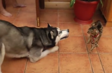 Husky really wants to play but this cat is having none of it