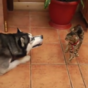 Husky really wants to play but this cat is having none of it