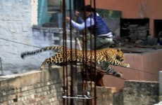 A leopard escaped in India and went to the cinema