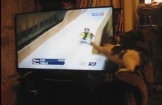 Determined cat desperately wants to catch these Olympic lugers...