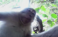 This monkey stole a camera and used it to take hilarious monkey selfies