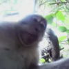 This monkey stole a camera and used it to take hilarious monkey selfies