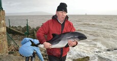 “It’s not looking good”… Inishowen locals scramble to refloat weakened baby porpoise [pics]