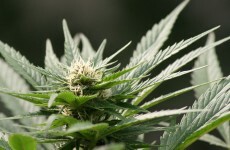 Three charged in connection with seizure of €225,000 worth of cannabis