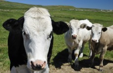 EU Commissioner to investigate ‘cows in limbo’
