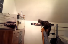 Cat Versus Fishtank
