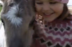 Little girl becomes best friends with lost foal, world dies of cuteness overload