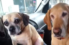 Two Dogs One Ice Cream Cone