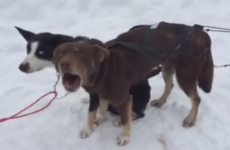 Swedish dogs have learned to talk like humans