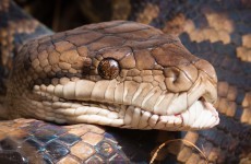 Snake gobbles up crocodile after fierce battle