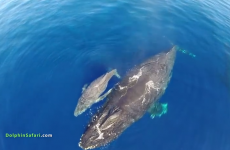 Awe-inspiring footage of huge whale and dolphin 'stampede' off California