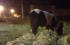 Update: Volunteers have two more days to raise funds to save eight horses