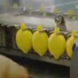 Mesmerising video of how they make Jif Lemon