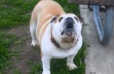 Bulldog wants to show you his special party trick