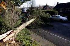 One per cent of ALL the trees in Ireland's forests fell down in the storms