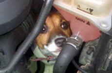 This tiny dog survived a 12 mile drive inside a car engine