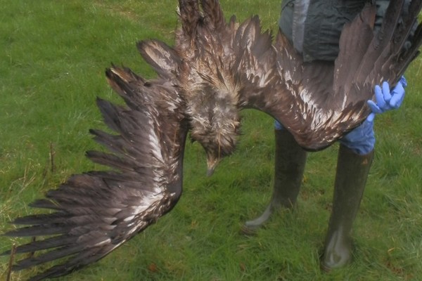 One Of The First White Tailed Eagles Bred In Ireland Found